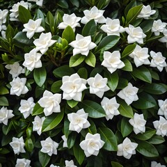 Gardenia Bush, Blooming White Flowers