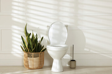 Toilet bowl, houseplant and cleaning brush near white wall indoors