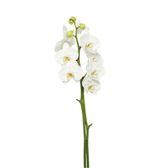 Obraz premium White_Orchid_Stem_Floral_Blooming_Plant_Isolated