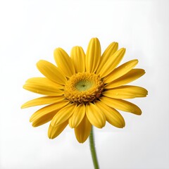 Single Yellow Daisy Flower on White Background