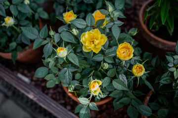 Blooming yellow rose in terracotta pots on a garden patio setting