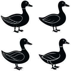 A white duck with ducklings, a set of waterfowl, isolated in nature with green grass and black feathers