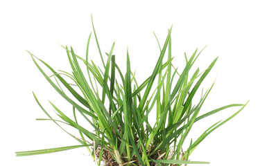 Beautiful fresh green grass isolated on white