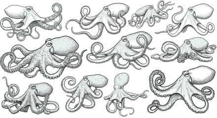 Octopus Sketch Pattern Design