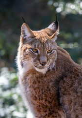 Close-up of a Lynx, likely a bobcat

