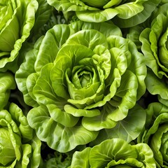 Fototapeta premium Fresh Green Lettuce Heads