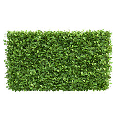 hedge cartoon isolated on white background full depth of field 