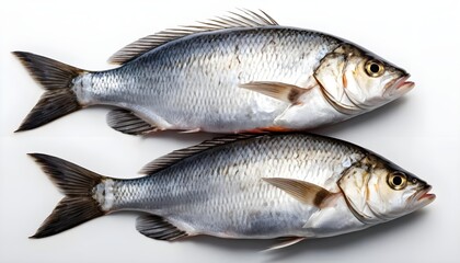 Obraz premium Two Fresh Silver Fish on White Background