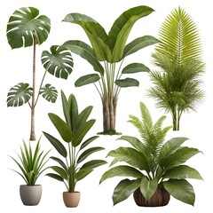 Collection of Tropical Houseplants in Pots