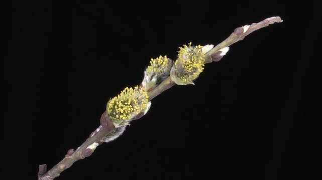 Salix caprea Goat willow pistils