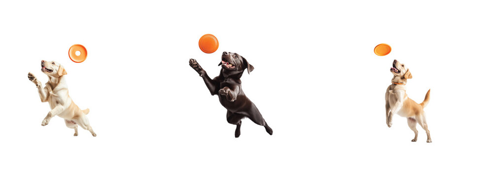 Dogs leaping to catch orange frisbees mid air with joy and enthusiasm highlighting agility skills