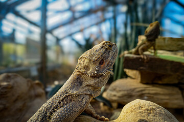 Eine Echse sonnt sich in einem Terrarium auf einem Stein, umgeben von Pflanzen, Bartagame, pogona barbata, 26121 Oldenburg, Deutschland