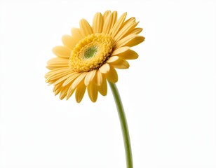 Naklejka premium Single Yellow Gerbera Daisy on White Background