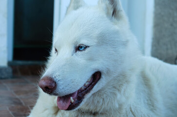 Close-Up of a White Husky with Blue Eyes
