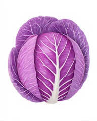 Obraz premium Fresh cabbage watercolor style white background A vibrant purple cabbage showcasing intricate leaf patterns and textures, perfect for fresh meal ideas.