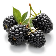 Fototapeta premium Fresh Blackberries on the Vine
