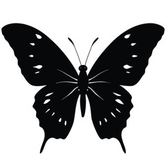 butterfly vector illustration