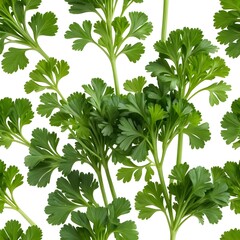 Fresh Parsley Sprigs, Isolated on White Background