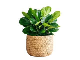 Naklejka premium Fiddle leaf fig plant in natural woven basket for home decor, cut out