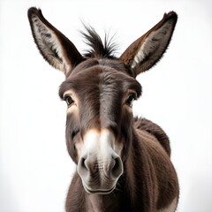 Here's a  and keywords for your donkey stock photoClose-up Portrait of a Brown Donkey