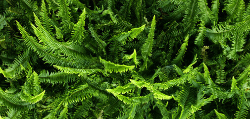 dark green leaves