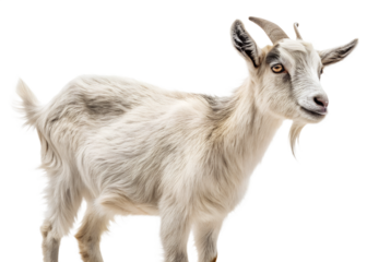 a goat isolated transparents background