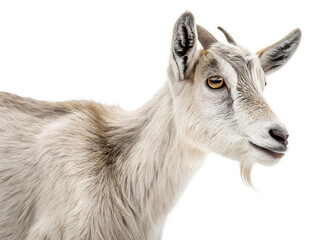 Fototapeta premium a goat isolated transparents background