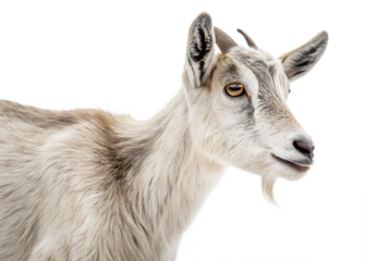 a goat isolated transparents background