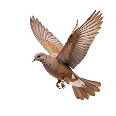 Eurasian Collared Dove in Flight, Isolated on White