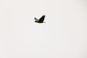 The Papuan eclectus, red-sided eclectus, or New Guinea eclectus (Eclectus polychloros) is a parrot...