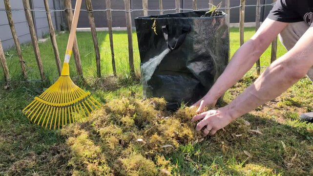 Backyard lawn care tips for effective moss removal and yard maintenance. Raking moss. Gardening concept.
