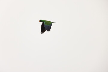 The Papuan eclectus, red-sided eclectus, or New Guinea eclectus (Eclectus polychloros) is a parrot...