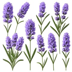 Fototapeta premium Collection of Lavender Flowers Isolated on White