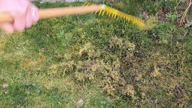 Backyard lawn care tips for effective moss removal and yard maintenance. Raking moss. Gardening concept.
