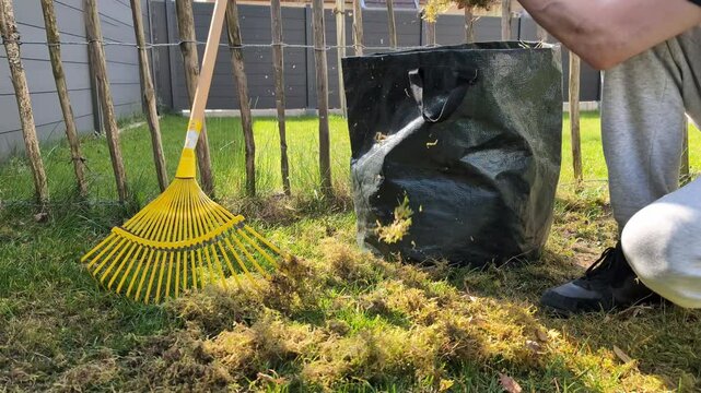 Backyard lawn care tips for effective moss removal and yard maintenance. Raking moss. Gardening concept.
