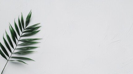 A single green leaf on a white background.