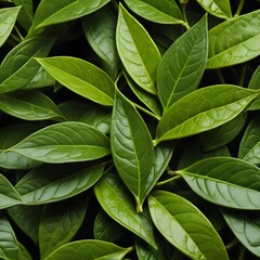 Lush Green Leaves Background