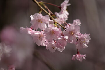 春の訪れを告げる満開の桜