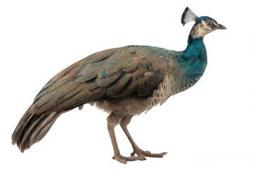 Fototapeta premium Realistic Peahen Side Profile Farm Bird Transparent Background