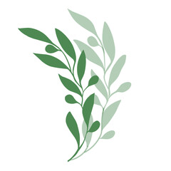 olive branch with shadow