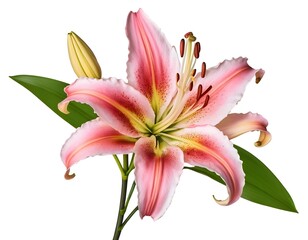 Naklejka premium Pink Lily Flower with Bud and Leaf