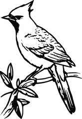 Cardinal Bird Pair Couple Mating Season Red Breeding