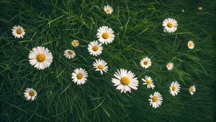 Fototapeta premium Delicate Daisies Dotting a Lush Green Meadow