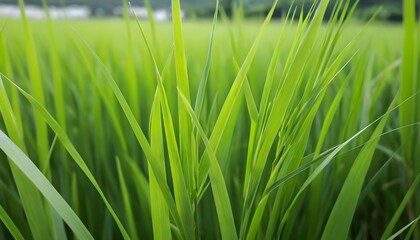 Obraz premium Lush Green Rice Paddy Field