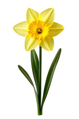 Obraz premium Bright yellow daffodil flower nature cutout background studio close-up spring beauty