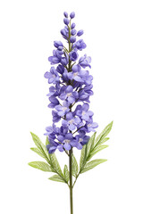 Obraz premium Vibrant purple flower cutout background studio setting floral photography isolated view nature concept