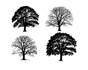 Set of Black and White Tree Silhouettes – Vector Illustration with Detailed Branches.