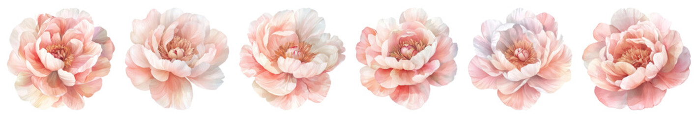 PNG Delicate pink peony blossoms aligned, isolated element set on transparent background