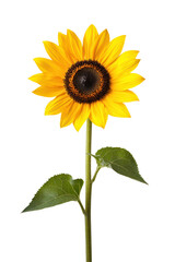 Fototapeta premium Vibrant sunflower in cutout background floral photography bright studio environment close-up viewpoint