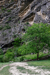 A tree with a lush crown grows near a road next to a rocky mountain slope. A green tree and the rocky surface of the mountain slope in the background. The gray color of the mountain and the lush green